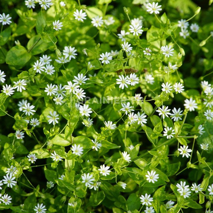 Graines Mouron Blanc Stellaire Interm diaire Stellaria Media